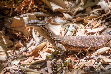 Fototapeta premium Goanna walking over dry leaves at bottom of Dales Gorge at Karijini National Park