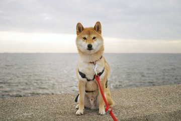 dog on the beach