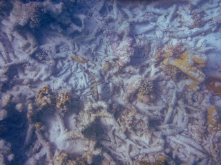 Marine life at Ningaloo Reef Coral Bay