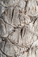 Close-up of tree bark of a palm tree on the island of La Gomera