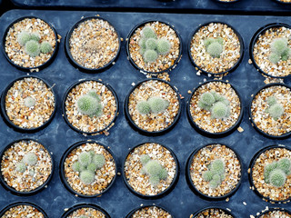 Mini Cactus plant on the pot at cactus farm