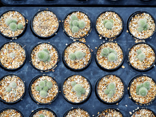 Mini Cactus plant on the pot at cactus farm