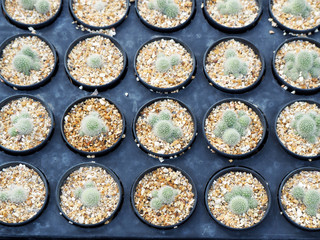 Mini Cactus plant on the pot at cactus farm