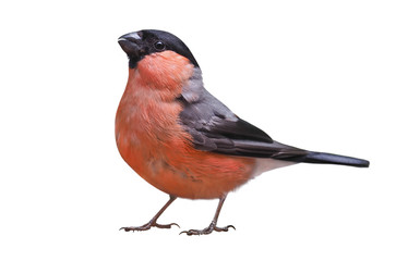 Male of Eurasian bullfinch (Pyrrhula pyrrhula), isolated on white background - obrazy, fototapety, plakaty