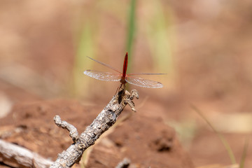 Tail of red Dragon Fly at Dales Gorge Karijini National Park