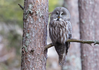 .Great gray owl; Strix nebulosa.