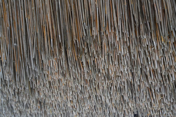 Single stalks of a thatched roof taken in Holland