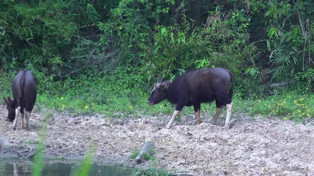 Extremly rare footage of Red Bull (gaur (Bos gaurus). Hand held but steadied shot of a group of calf playing in a jungle clearing. Order: Artiodactyla, Family: Bovidae, Subfamily: Bovinae, Genus: Bos,