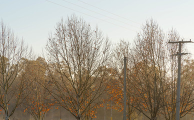 The Platanus trees on the winter morning
