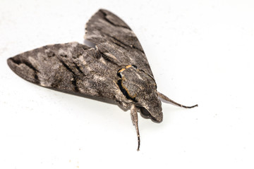 Close up  the Plain grey Hawk moth isolate on white background. (Psilogramma increta)