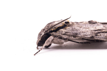 Close up  the Plain grey Hawk moth isolate on white background. (Psilogramma increta)