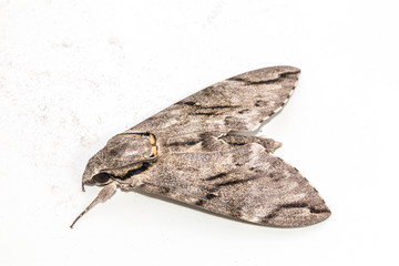 Close up  the Plain grey Hawk moth isolate on white background. (Psilogramma increta)