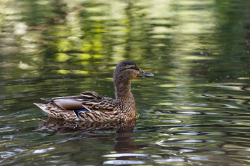 A duck in a pond, with waves on the surface of the water.