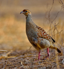 Partridge