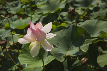 blooming lotuses against the summer sky, rivers and trees. River flowers on the water surface