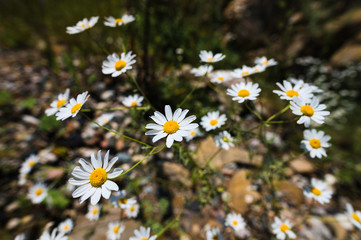 Close-up of a bush of wild chamomile on a contrasting background on a sunny day. The concept of medicinal plants