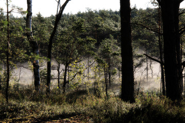 Fototapeta premium early foggy morning in the swamp