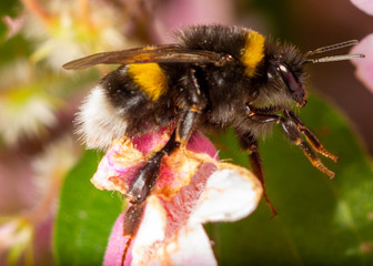 bee on flower