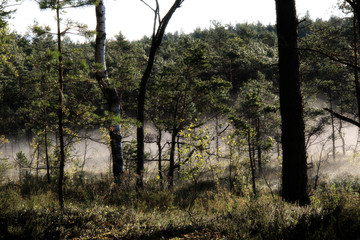 Obraz premium early foggy morning in the swamp