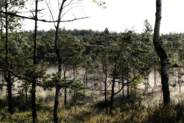 Fototapeta na wymiar early foggy morning in the swamp