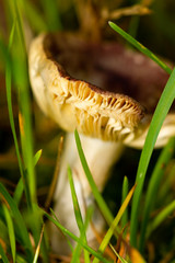 mushroom in forest