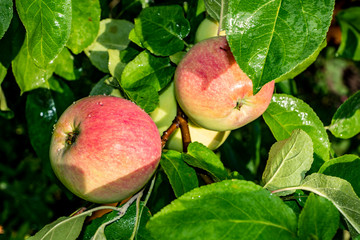 summer, nature, blue, sky, clouds, height, space, flora, branch, Apple, green, foliage, crop, fruit, ripe, Mature, round, apples