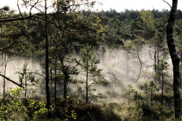 early foggy morning in the swamp