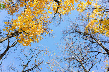 fall maple leaves