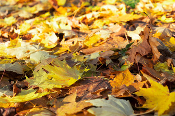 Vibrant fall foliage