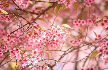 Fototapeta na wymiar Close up of Wild Himalayan Cherry flowers or Sakura