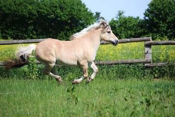 beautiful fjord horse is running on a paddock in the sunshine