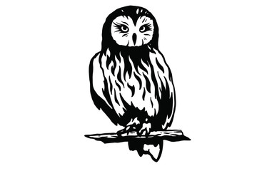 Owl vector illustration. 