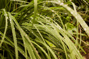 green grass with water drops