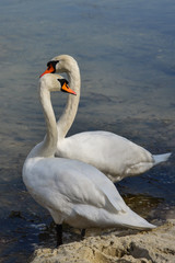 Swans on coast of the lake.