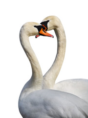 Two white swans.