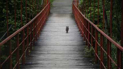 Lonesome Cat on a bridge trying to find its way