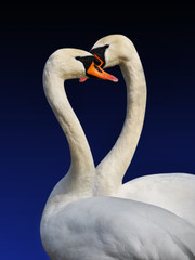 Two white swans.