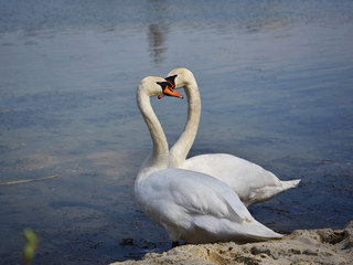 Fototapeta premium Swans on coast of the lake.