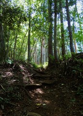 Fototapeta premium 三頭山の山道
