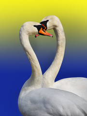 Two white swans.