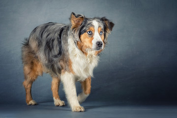 Australian Shepherd