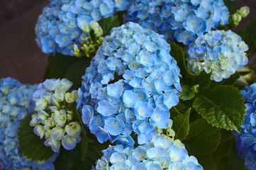 Blaue Hortensie