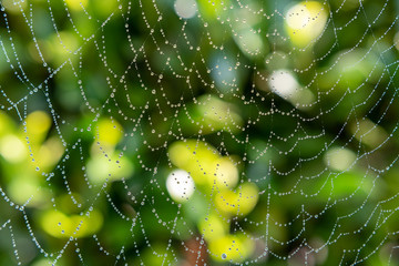 Spinnennetz mit Wassertropfen