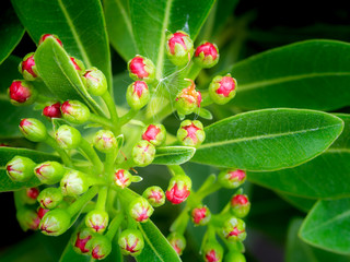 Bouquet of Red Golden Penda Buds Blooming