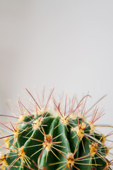 FEROCACTUS LATISPINUS is a large cactus with large needles