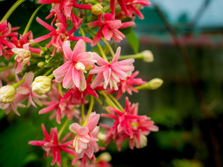 Obraz premium Bouquet of Rangoon Creeper Flowers Hanging