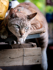 Tabby Cat Hanging Leg on The Table