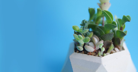 Minimalistic garden of succulents in a concrete pot. Blue and white banner. Shop header with place for your text and design. Contrasting colors, a trend for blogging social network.