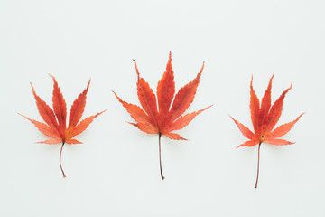 Red Maple Leaves On White Background
