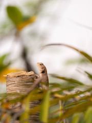 Chameleon Climbing on The Trunk